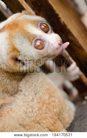 Loris Is Liveing Inthe Cage