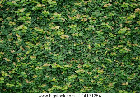 Green Plant  On The Stone Wall