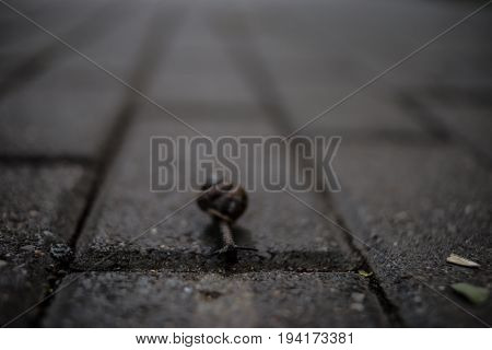 Extreme closeup of little snail on road. Shallow depth of field