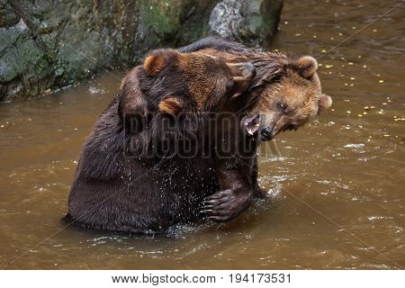 Kamchatka brown bears (Ursus arctos beringianus), also known as the Far Eastern brown bears fighting in water.