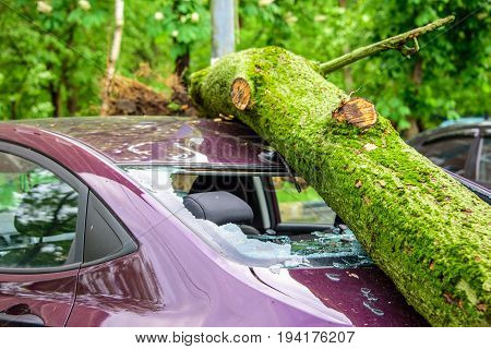 Gigantic fallen toppled tree covered with moss crushed parked purple car, broke the window and antenna as a result of the severe hurricane winds in one of courtyards of Moscow