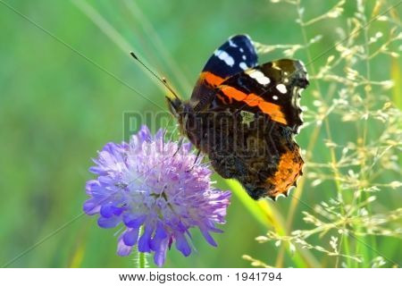 Jantar da Almirante-borboleta
