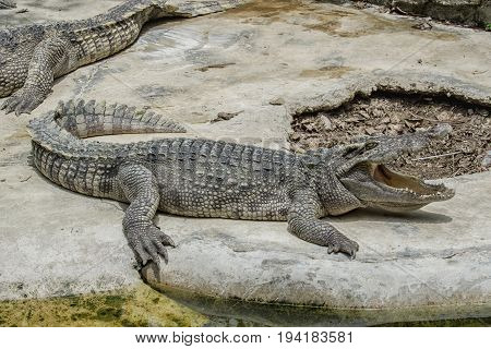 Close up freshwater crocodile on the floor cement