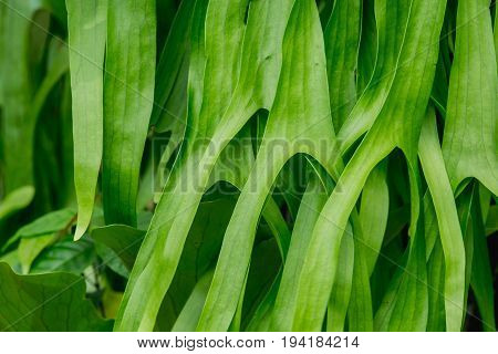 staghorn Fern. Platycerium holttumii Joncheere & Hennipman. POLYPODIACEAE