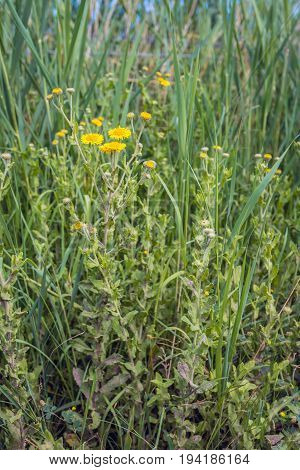 Yellow blooming common fleabane or Pulicaria dysenterica plants between reed as seen from aside on a sunny day in the Dutch summer season.