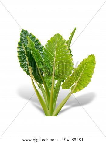 Elephant ear plant or caladium tree isolated on white background. Alocasia macrorrhizos. File contains a clipping path.