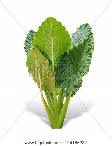 Elephant ear plant or caladium tree isolated on white background. Alocasia macrorrhizos. File contains a clipping path.