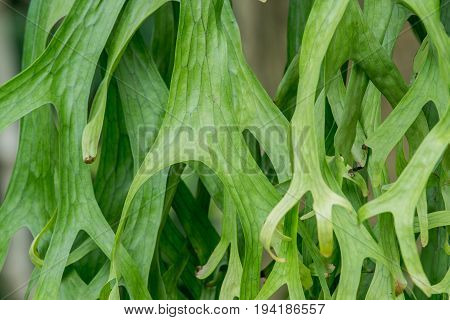 staghorn Fern. Platycerium holttumii Joncheere & Hennipman. POLYPODIACEAE
