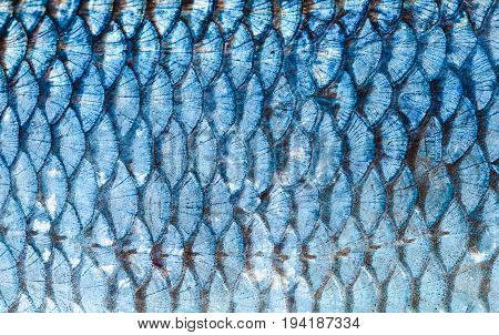 The fish scales background close up. Silver color