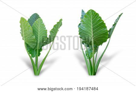 Elephant ear plant or caladium tree isolated on white background. Alocasia macrorrhizos. File contains a clipping path.