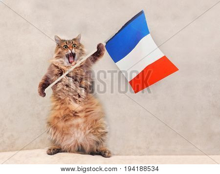The Big Shaggy Cat Is Very Funny Standing.france,flag 10