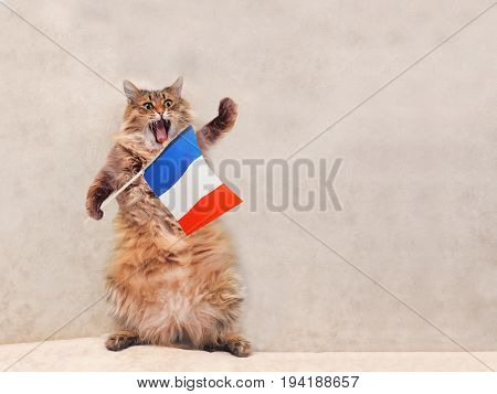 The Big Shaggy Cat Is Very Funny Standing.france,flag 6
