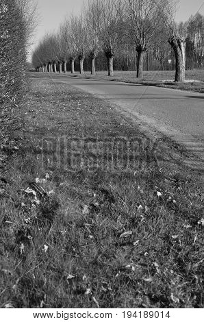 avenue with pollard willow in black and white