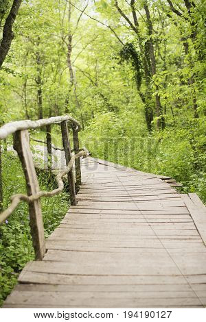 Wooden Bridge In A Forest. Wooden Walkway In Green Forest Near The Ropotamo River, Bulgaria