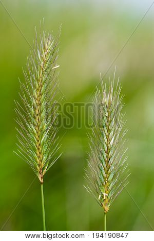 Meadow barley (Hordeum secalinum) flower spikes. Flowering grass in the family Poaceae with long bristle-like glumes