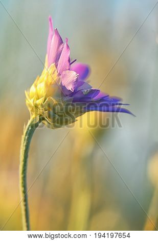 Xeranthemum annuum flower in summer time, close up