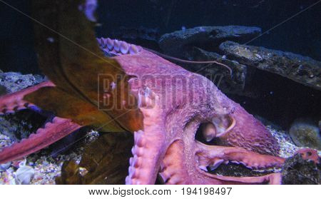 Really Amzing Pink Octous from the Carribean