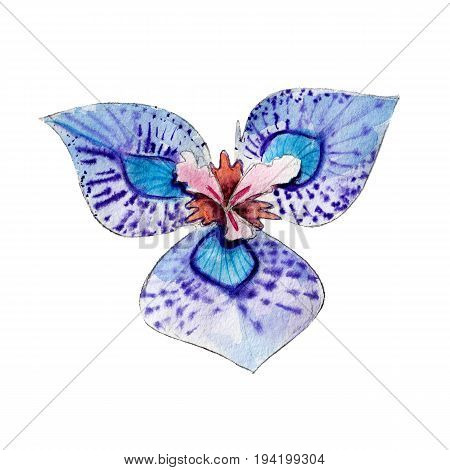 Watercolor moraea flower hand drawn isolated on white background.