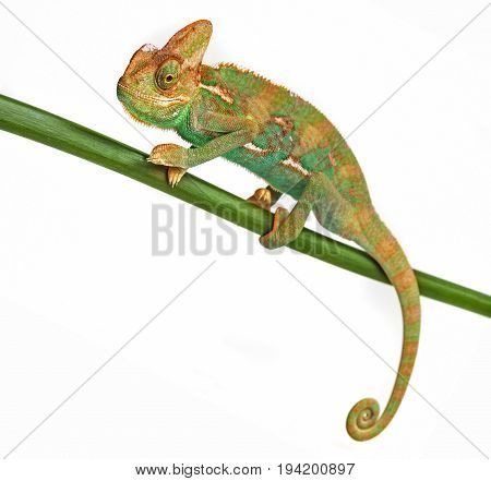 Chamelon - Chamaeleo calyptratus isolated on a white background