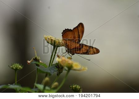 Stunning Orange Gulf Fritillary Butterfly On Flowers