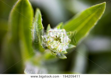 Tender spring flower. Hairy flower bud and leaves. Close-up.