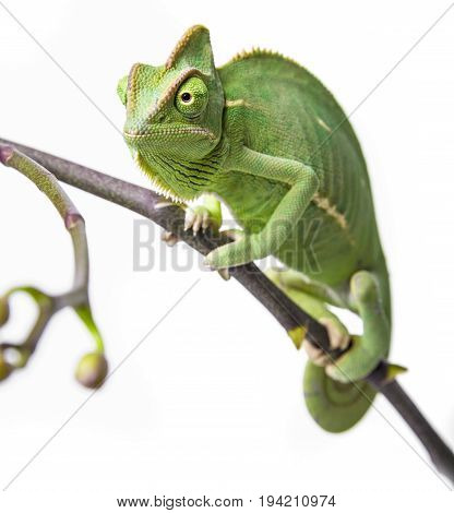 green chameleon - Chamaeleo calyptratus close up
