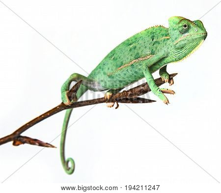 green chameleon - Chamaeleo calyptratus close up
