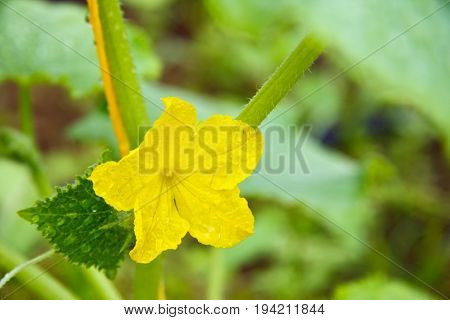 Flower of a cucumber and leaves covered with dew