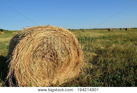 Haymaking. Mown dry grass is collected in stacks in field. Summer, sunny evening