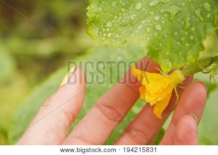 Small cucumber with flower and leaves covered with dew