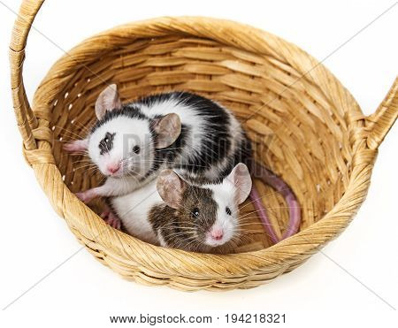 cute little black and white mice in a basket