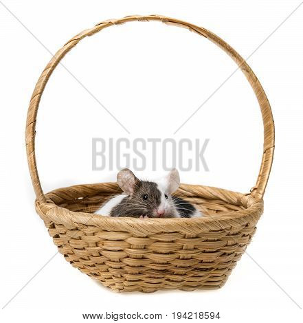 cute little black and white mice in a basket