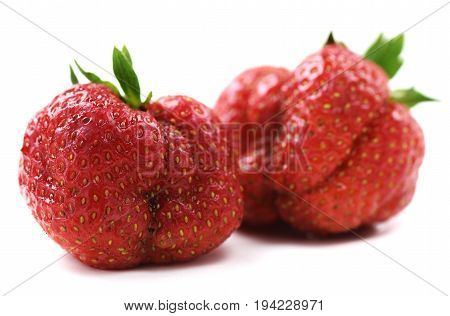 Ugly organic heirloom home grown strawberries isolated closeup