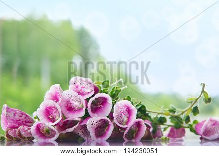 Purple Foxglove on the background of the forest