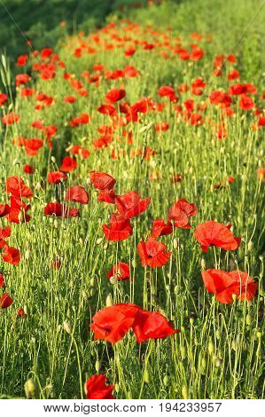 Beautiful red wild poppies in the sunlight