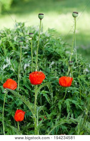Beautiful red poppies in the garden with rays of sunshine in the background