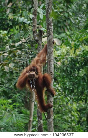 Orangutan or pongo pygmaeus in the wild. Small orangutan hang on the tree and drink a water from the kokos in his hand. Animals in wild, wildlife