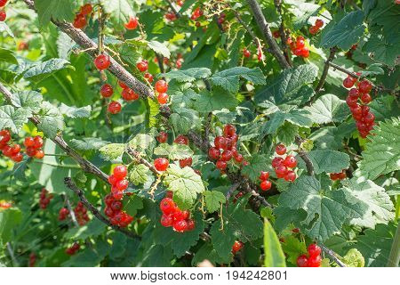 There are bush of red currant and berries. Summer time
