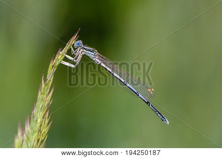 A beautiful dragonfly with a thin trunk and large netted wings sits on a blade of grass