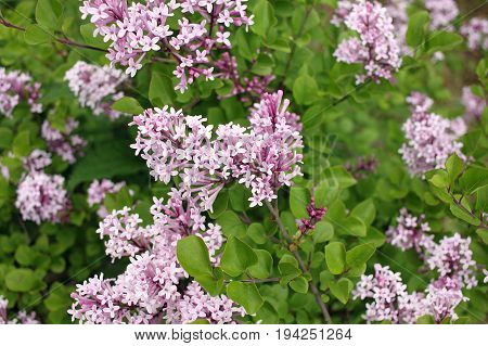Syringa meyeri Palibin (Korean lilac) is a dense compact low-spreading deciduous shrub that gets decoratively covered with a lilac-pink flowers