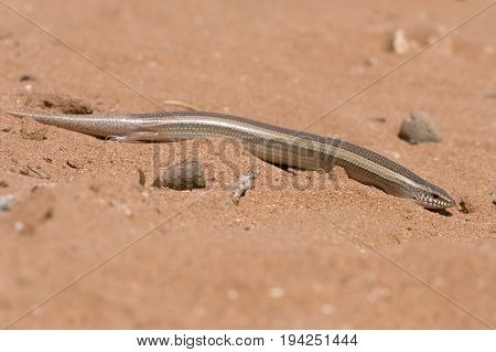 Small Three-toed Skink (Chalcides minutus) in North African desert
