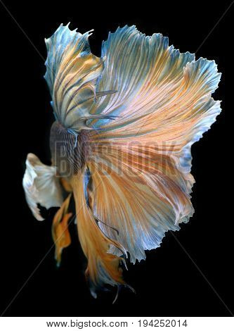 Colorful  Waver Of Betta Saimese Fighting Fish