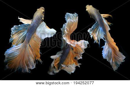 Colorful  Waver Of Betta Saimese Fighting Fish