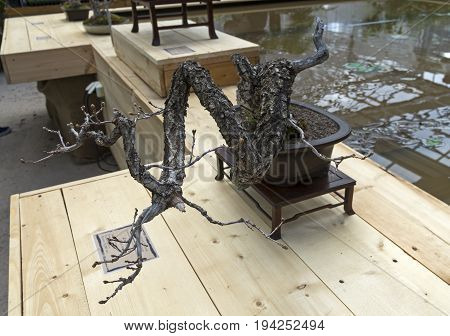 Downy Oak  - Bonsai In The Style Of 