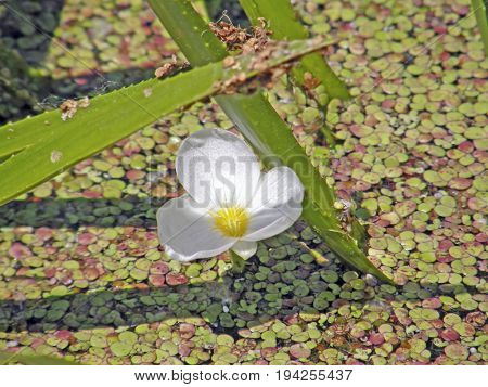The corpuscle is ordinary or aloe-like. Summer flowers.