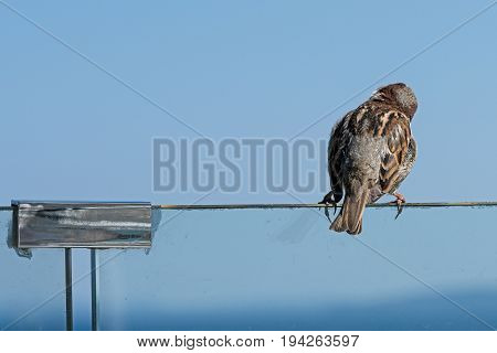 Singing sparrow. A small young sparrow singing.