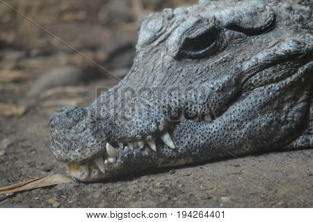 A dwarf crocodile laying on a rock