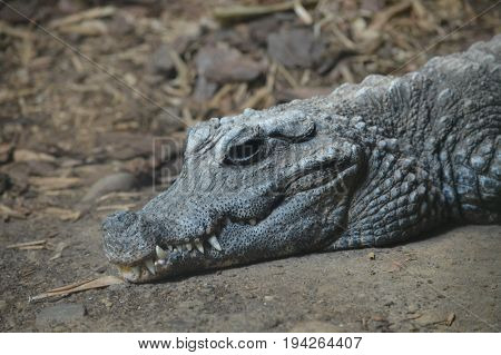 A dwarf crocodile laying on a rock