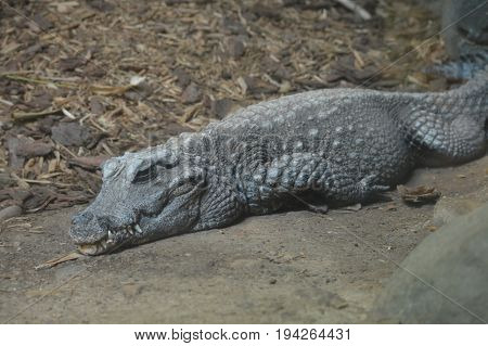 A dwarf crocodile laying on a rock