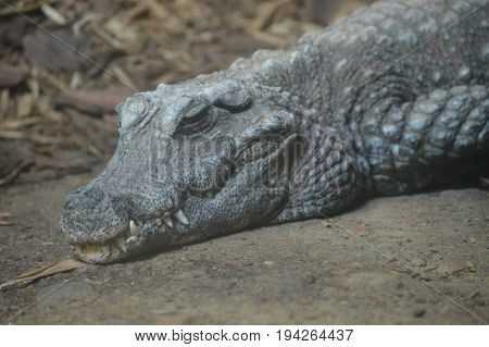 A dwarf crocodile laying on a rock